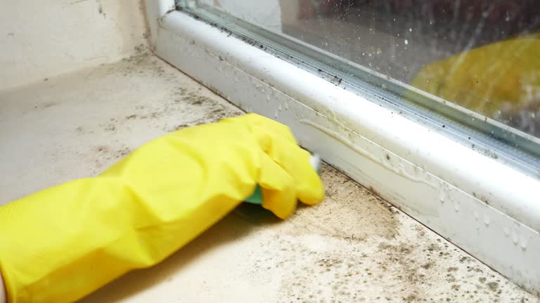 Best Biohazard Mold Removal  in Angola, NY